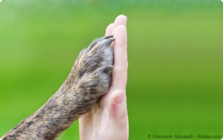 Hundepfote berührt menschliche Hand